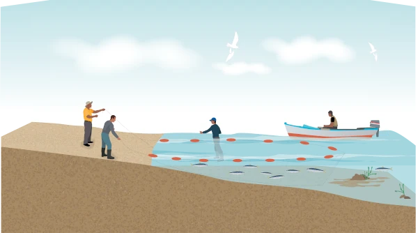 La pêche à la senne de plage (Illus.: CRPMEM Réunion, 2026)