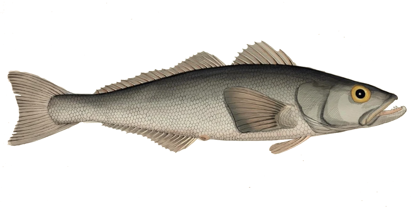 Légine australe (Source: rapport CGFI, 2019)