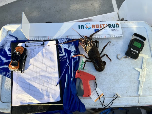 Le matériel de mesure et de marquage des langoustes du projet Incrust'Run (Photo: CRPMEM Réunion, 2025)