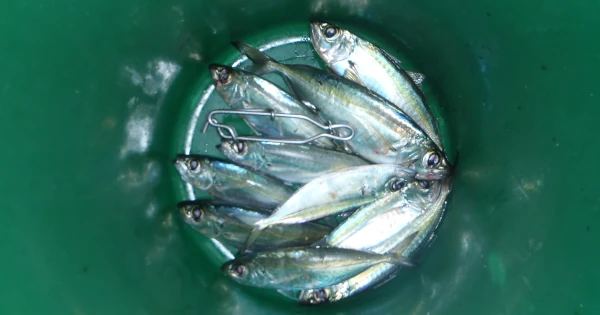 Pêches-cavale pour appâts (Photo: CRPMEM Réunion)