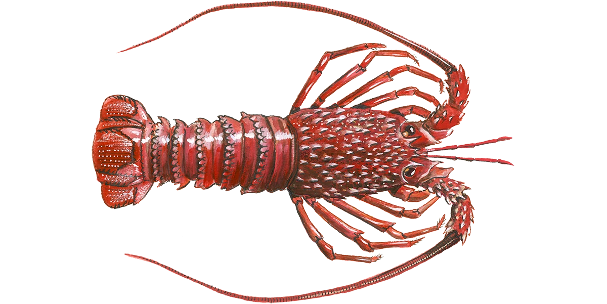 Langouste de St.Paul (source: Seafood Watch, Monterey Bay Aquarium)