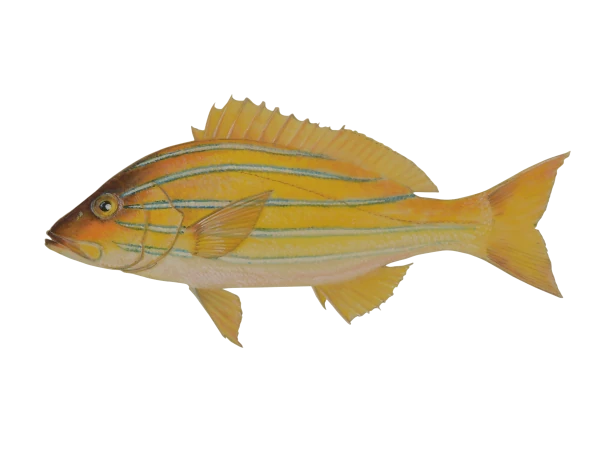 Vivaneau ti jaune (Dessin: A. Diringer, pour le CRPMEM Réunion)