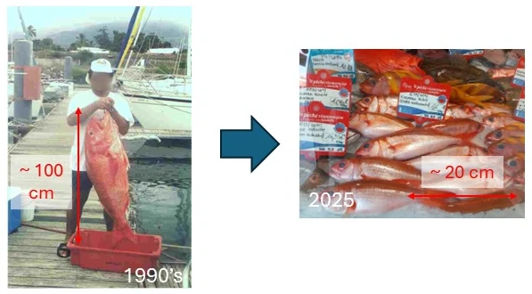 Evolution des longueurs des vivaneaux gros-tête pêchés à La Réunion (Illus.: CRPMEM Réunion, photos Ifremer Réunion et page Facebook GIE des Laves)