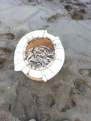 Un panier plein de capucins nains (Photo: CRPMEM Réunion)