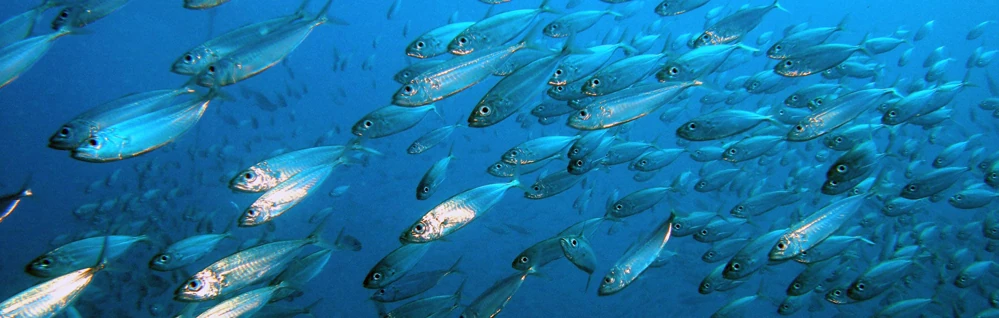 Banc de pêches-cavale (Photo: CRPMEM Réunion)