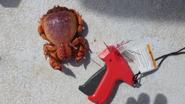 Un crabe girafe et le pistolet de marquage d'Incrust'Run (Photo: CRPMEM Réunion)