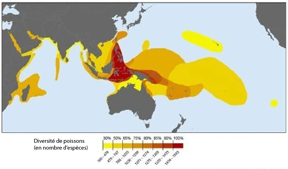 La biodiversité des poissons récifaux (Source: Coral Triangle Atlas, mars 2026)