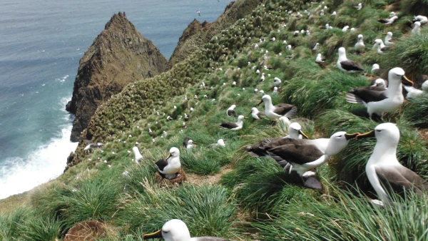 Albatros à bec jaune sur les falaises d'Amsterdam (Photo: TAAF)