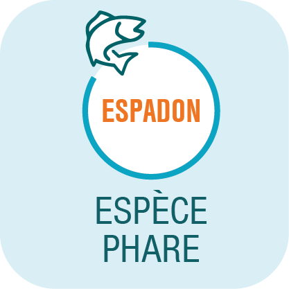 ESPECE PPH fond bleu