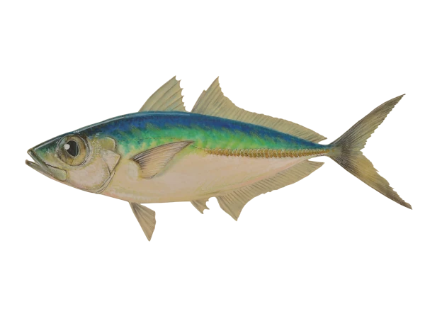 Pêche cavale (Dessin: A. Diringer, pour le CRPMEM Réunion)