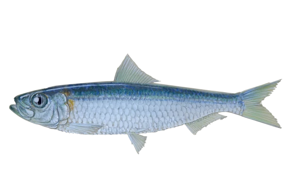 Sardine queue blanche (Dessin: A. Diringer, pour le CRPMEM Réunion)