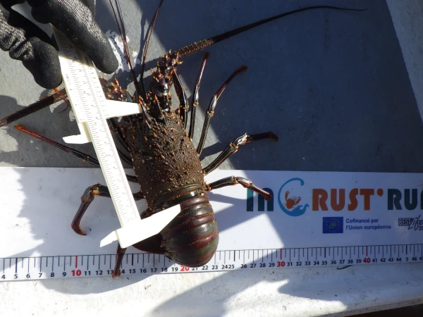 Une langouste est mesurée selon la longueur de son abdomen (Photo: CRPMEM Réunion, 2025)