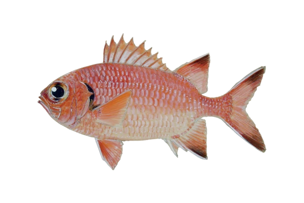 Poisson soldat (Dessin: A. Diringer, pour le CRPMEM Réunion)