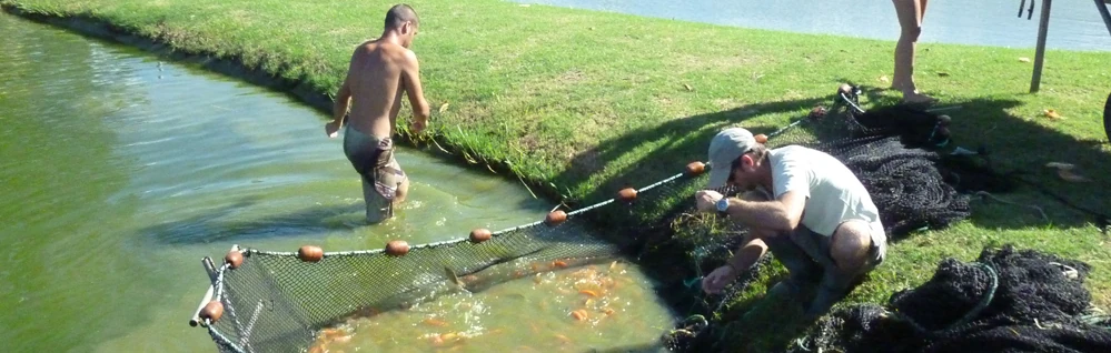 Des aquaculteurs réunionnais dans un bassin de tilapias (Photo: CRPMEM Réunion)