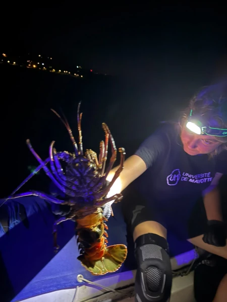 Une langouste verte observée pendant l'inventaire Incrust'Run (Photo: CREOCEAN/Université de Mayotte)
