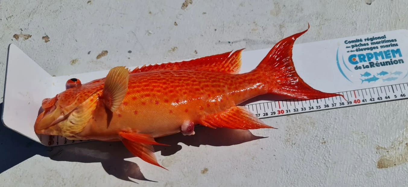 Un mérou mesuré au cours du projet SOS'DEM (Photo: CRPMEM Réunion, 2026)