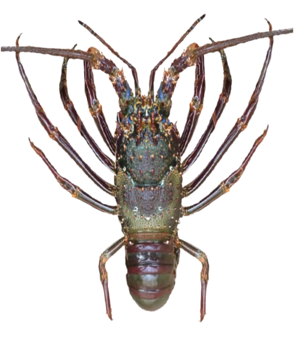 Langouste verte (source: Ifremer Réunion)