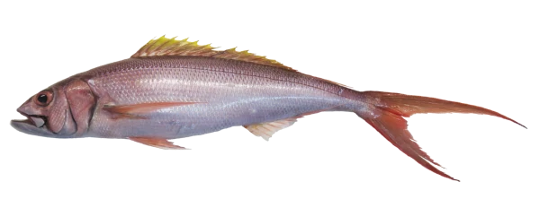 Vivaneau lantanier (source: Ifremer Réunion)