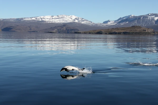 Dauphin de Comerson à Kerguelen (Photo: TAAF)