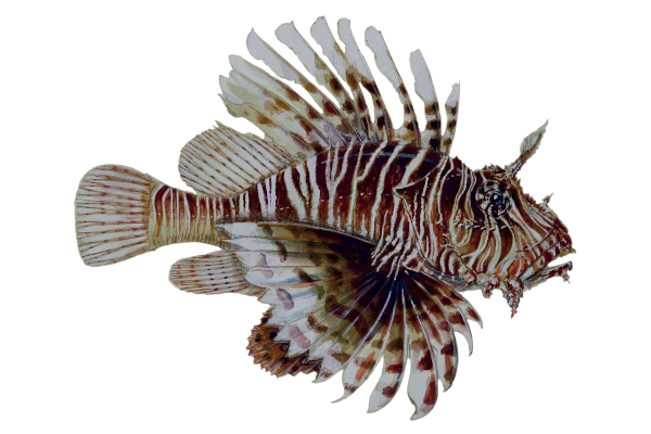 Pterois (Dessin: A. Diringer, pour le CRPMEM Réunion)