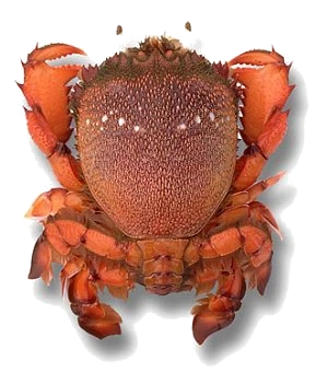 Crabe girafe (source: Ifremer Réunion)