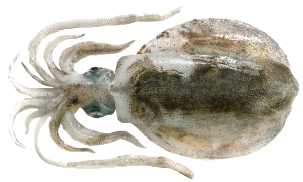 Calmar (source: Ifremer Réunion)