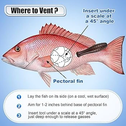 La ventilation de la vessie natatoire d'un poisson démersal, qui sera testée dans le projet SOS'DEM (source: Amazon.com)