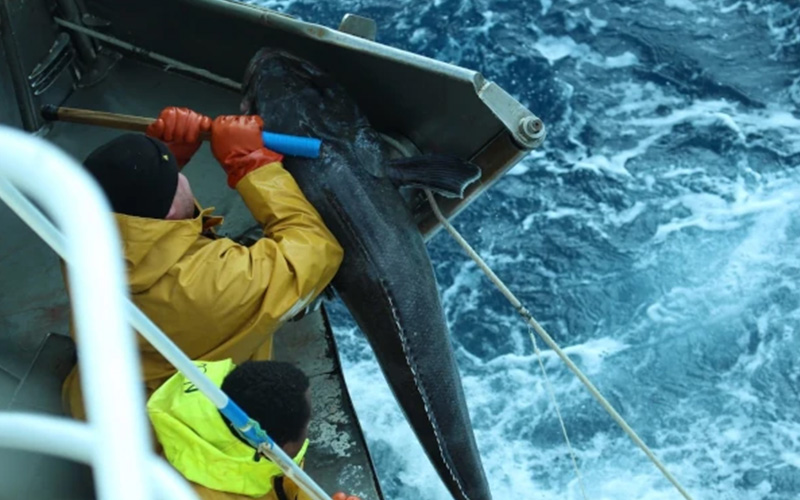 Un marin monte une légine à bord d'un navire palangrier de pêche australe (Photo: TAAF, COPEC)