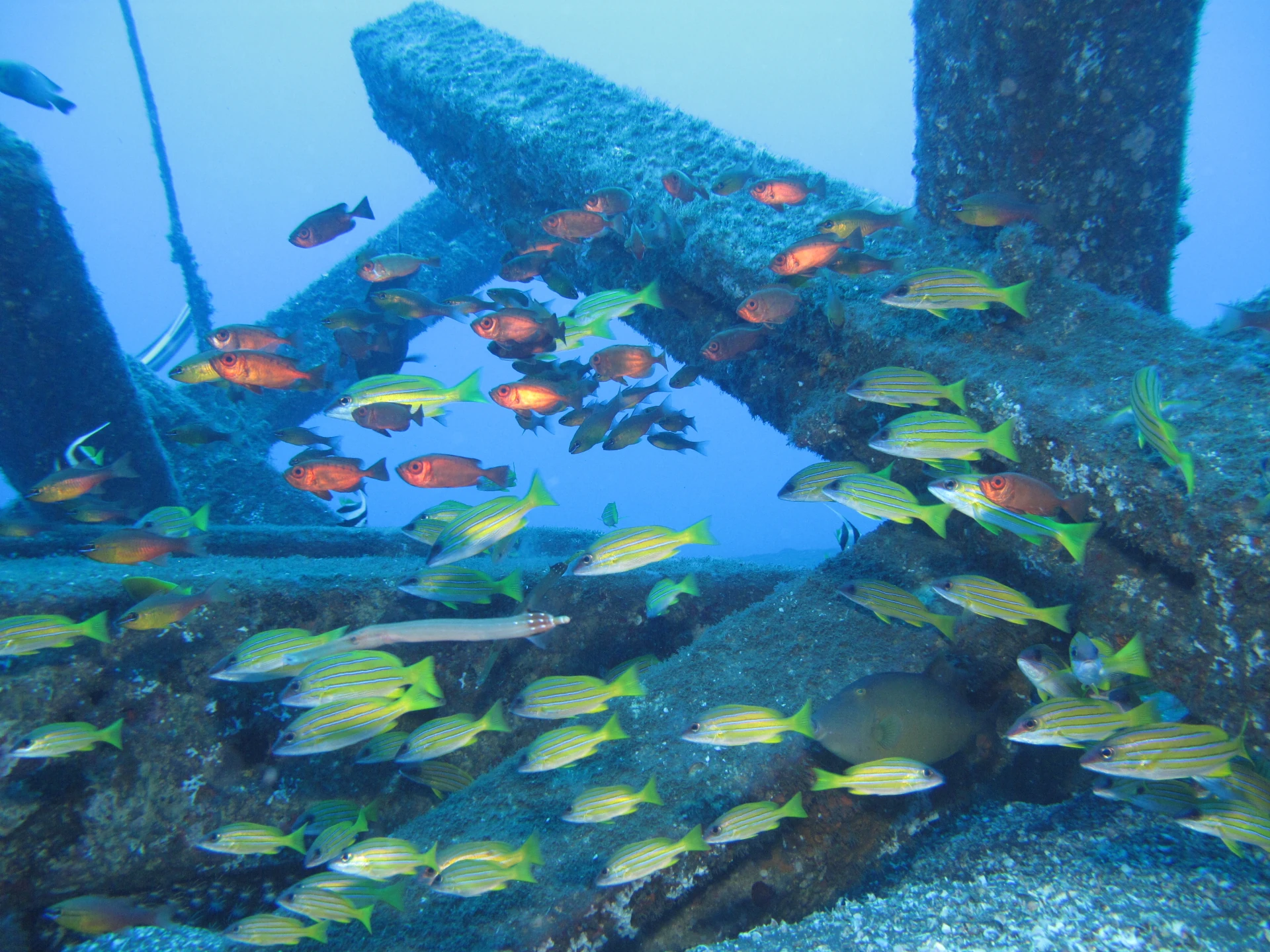 Récifs artificiels du projet CORAIL Réunion (Photo: PARETO / CRPMEM Réunion, 2009)