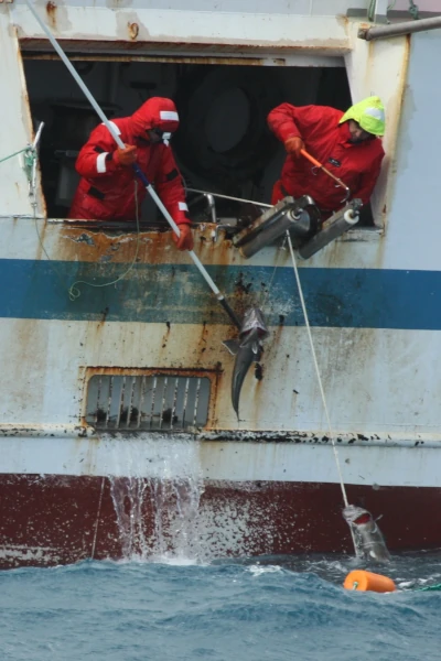 Virage d'une palangre de fond au bunker d'un palangrier léginier (Photo: N. Moiroux, TAAF)