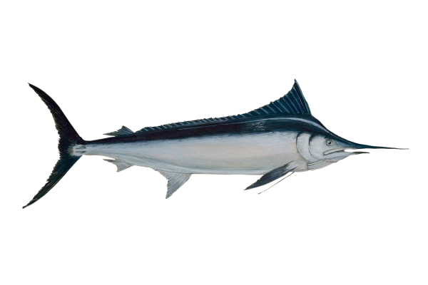 Marlin noir (Dessin: A. Diringer, pour le CRPMEM Réunion)