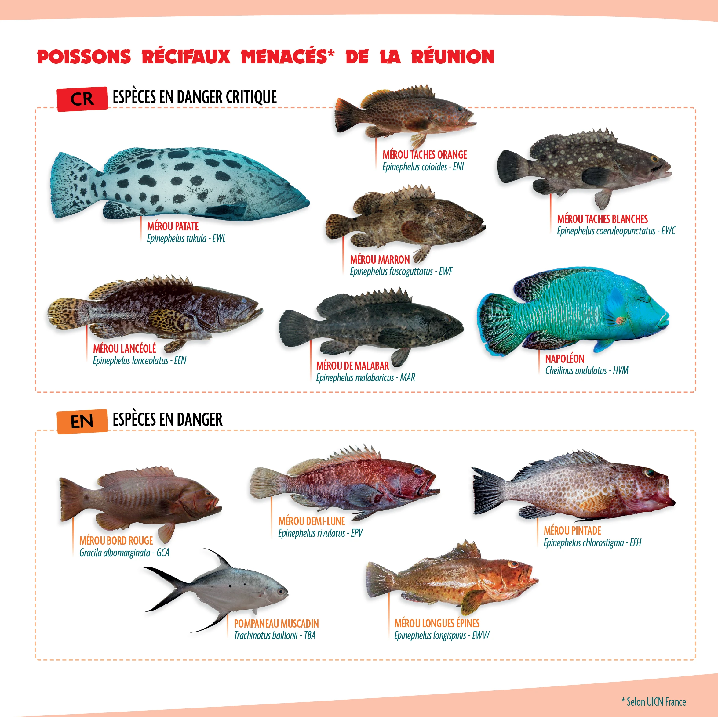 La liste des espèces de poissons démersaux considérés en danger et en danger critique par l'UICN (Illus.: CRPMEM Réunion)