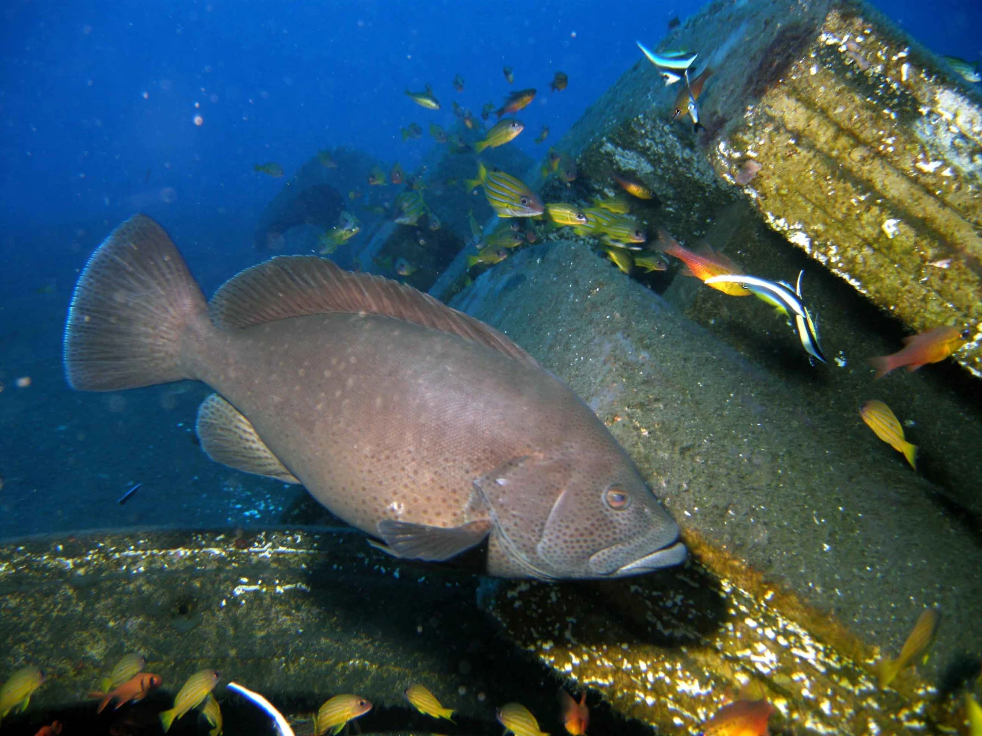Un gros mérou autour d'un récif artificiel du projet CORAIL Réunion (Photo: PARETO / CRPMEM Réunion, 2009)