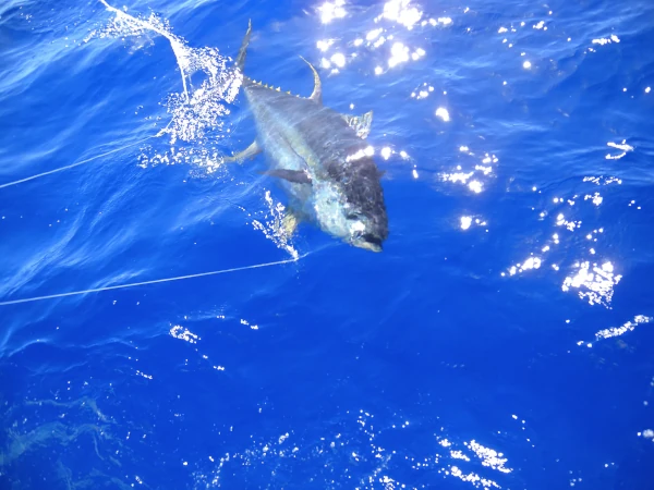 Un thon albacore pris sur un avançon de palangre horizontale dérivante (Photo: CRPMEM Réunion)