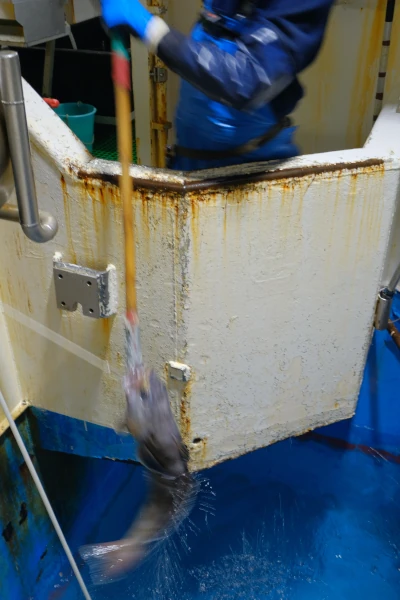 Remontée d'une légine gaffée au-dessus du moonpool à bord d'un palangrier léginier (Photo: TAAF, COPEC)