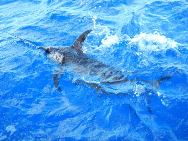Un espadon pris sur un avançon de palangre horizontale dérivante (Photo: CRPMEM Réunion)