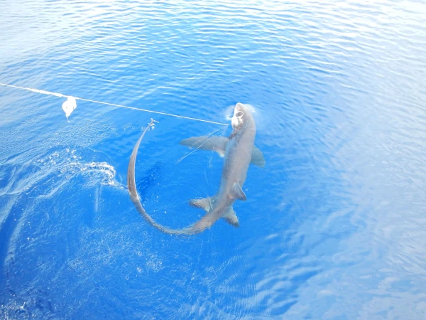 Un requin renard gros yeux pris sur un avançon de palangre horizontale dérivante (Photo: CRPMEM Réunion)