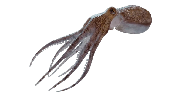 Zourite (source: Ifremer Réunion)