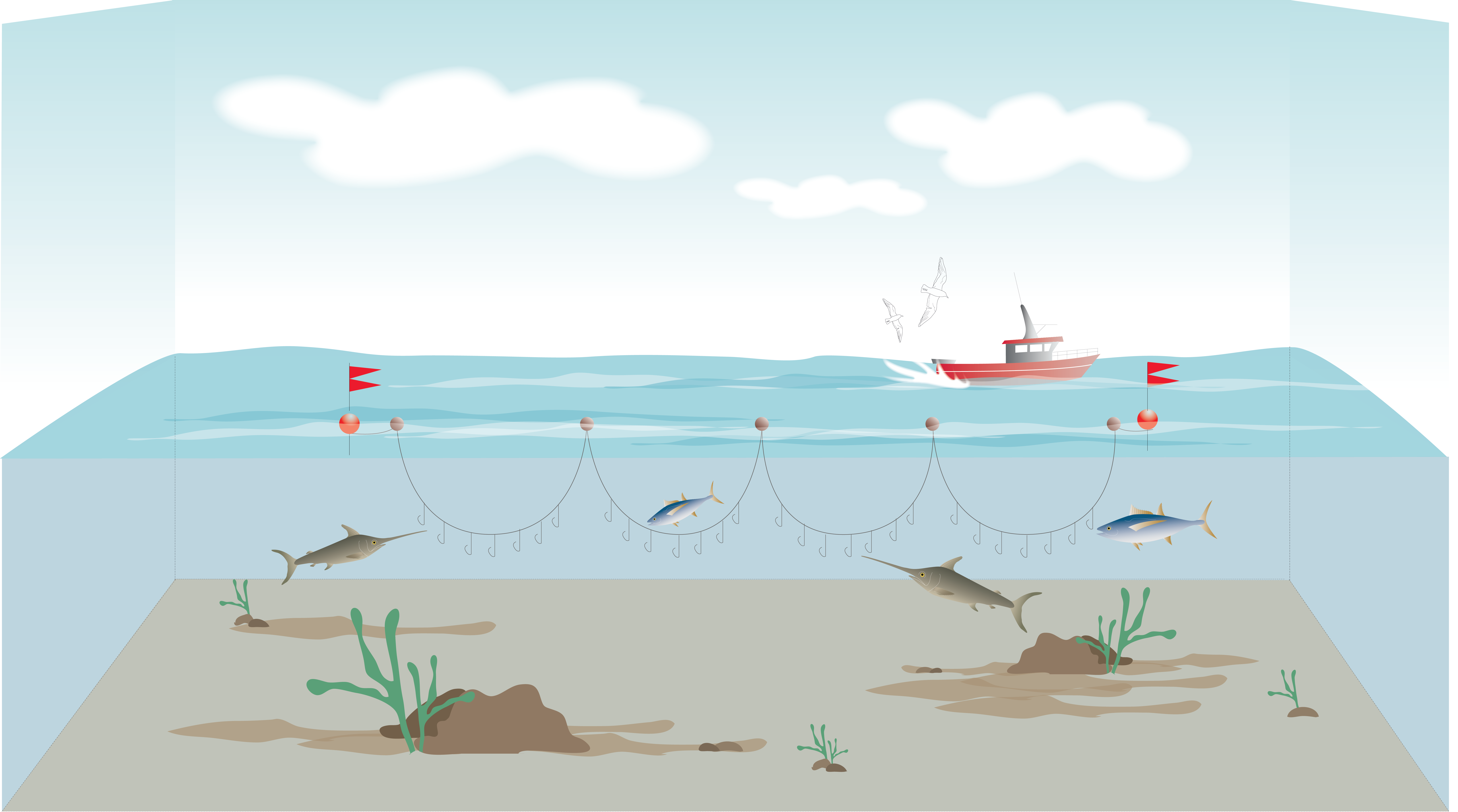 La pêche à la palangre dérivante de surface (Illus.: CRPMEM Réunion, 2026)