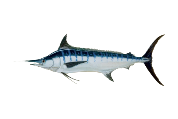 Marlin bleu (Dessin: A. Diringer, pour le CRPMEM Réunion)