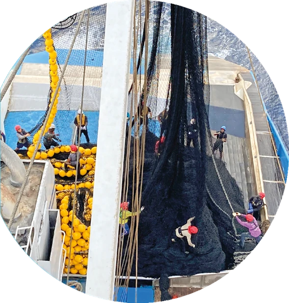 Le filet de la senne tournante coulissante manipulée par des marins (Photo: SAPMER)