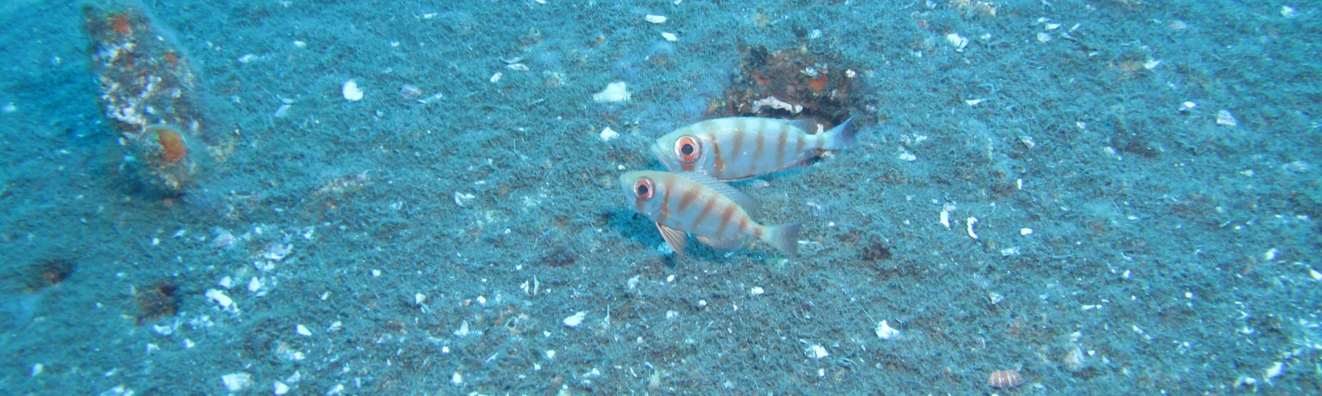 Récif artificiel du projet CORAIL Réunion (Photo: PARETO/CRPMEM Réunion, 2011)