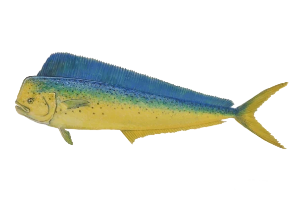 Dorade coryphène (Dessin: A. Diringer, pour le CRPMEM Réunion)