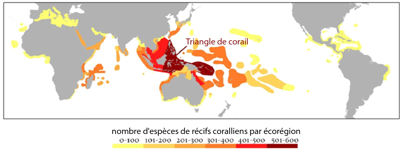 La biodiversité corallienne (Source: Coral Triangle Atlas, mars 2026)