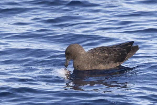 Labbe subantarctique (Photo: M. Riethmuller, SEOR)