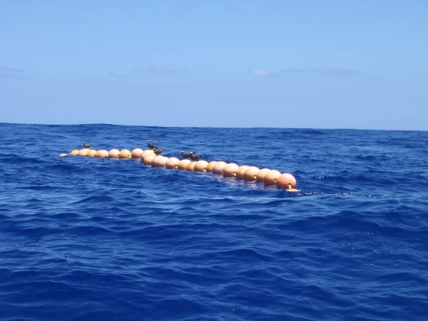 Oiseaux macoas sur boules de DCP ancrés (Photo: CRPMEM Réunion)