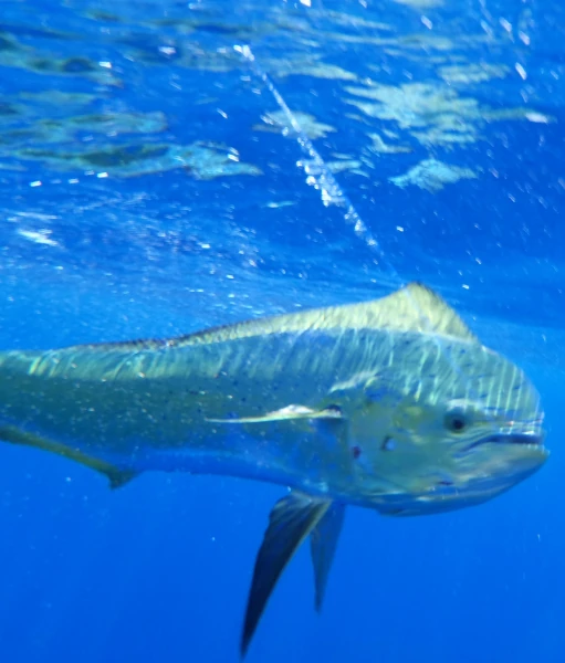 Dorade coryphène prise sur une ligne de traîne (Photo: CRPMEM Réunion)