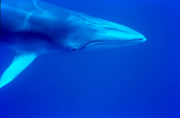 Un rorqual dans les eaux de La Réunion (Photo: E. Tessier, CRPMEM Réunion)