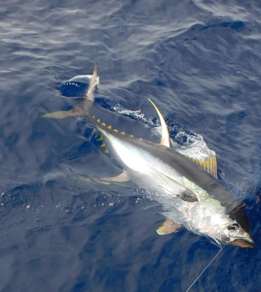 Thon albacore pris sur une ligne de traîne (Photo: CRPMEM Réunion)