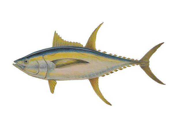 Thon albacore (Dessin: A. Diringer, pour le CRPMEM Réunion)